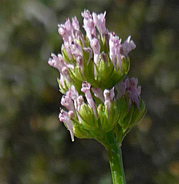 High Resolution Plectritis ciliosa Flower